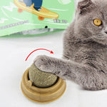 Jouet mural, balle à coller, grattoirs pour chat