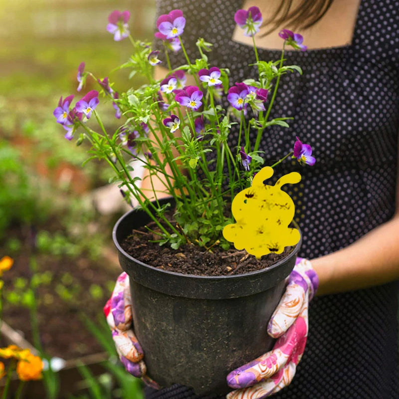 59 Pièges à insectes pour jardin et plantes